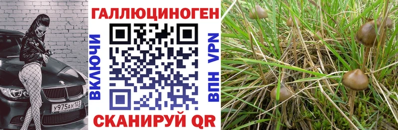 Псилоцибиновые грибы GOLDEN TEACHER  дарк нет официальный сайт  Няндома  где купить  